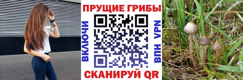 Псилоцибиновые грибы прущие грибы  блэк спрут зеркало  Верхняя Пышма  наркотики 